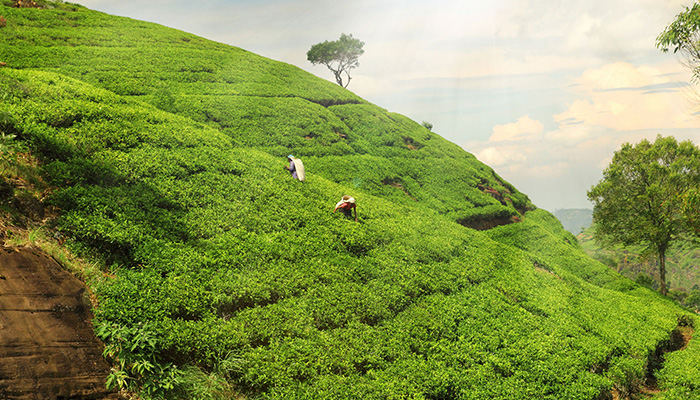 Hadurangala Tea estate in Sri Lanka