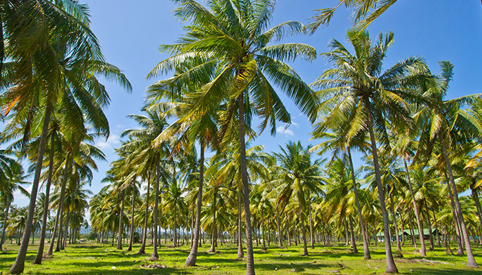 Hadurangala coconut estate in Sri Lanka
