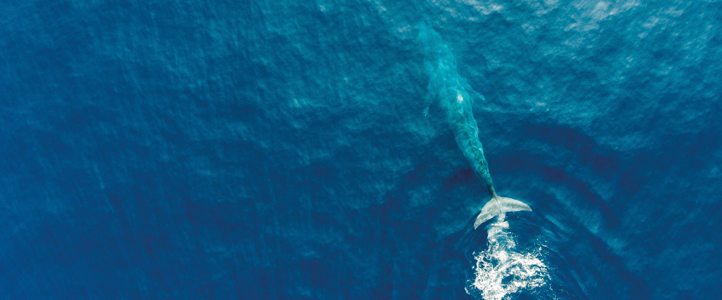 Large blue whale swimming in the Indian ocean