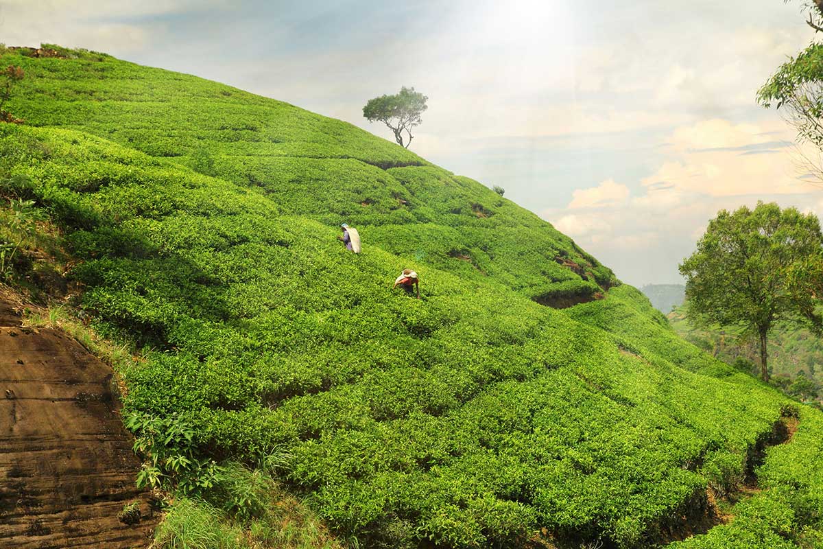 Low Country Tea in Sri Lanka