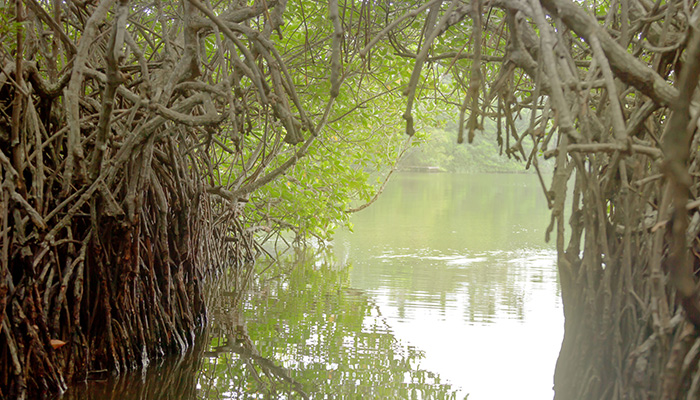 Mangroves in the Koggala Lake in Sri Lanka