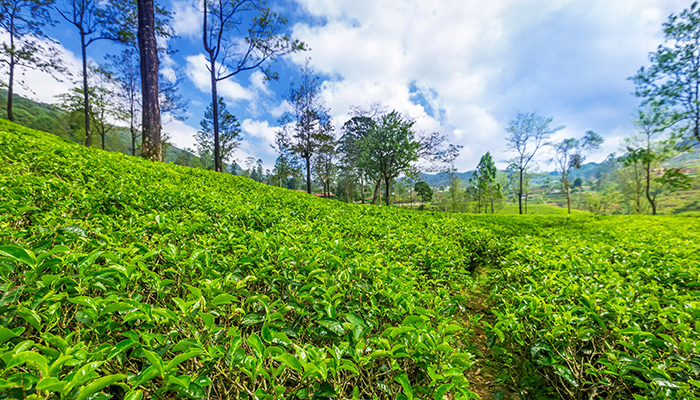 Low country tea estates in Sri Lanka