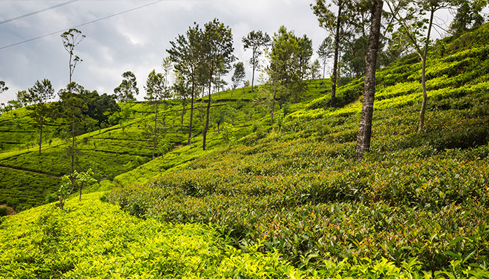 Low country tea estates in Sri Lanka