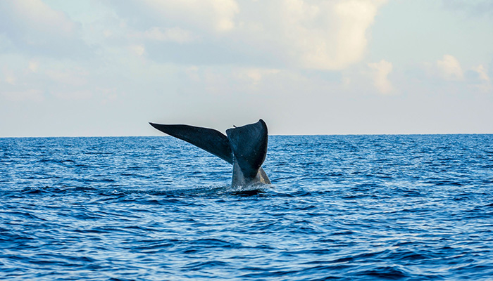 Whale watching area in Mirissa, Sri Lanka
