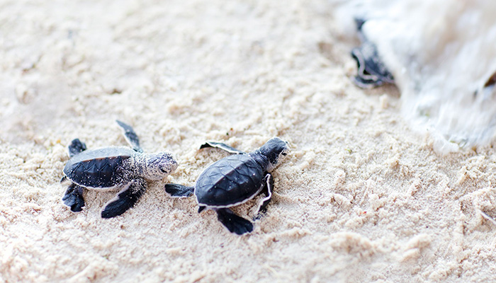 Baby sea turtles on the sandy beaches