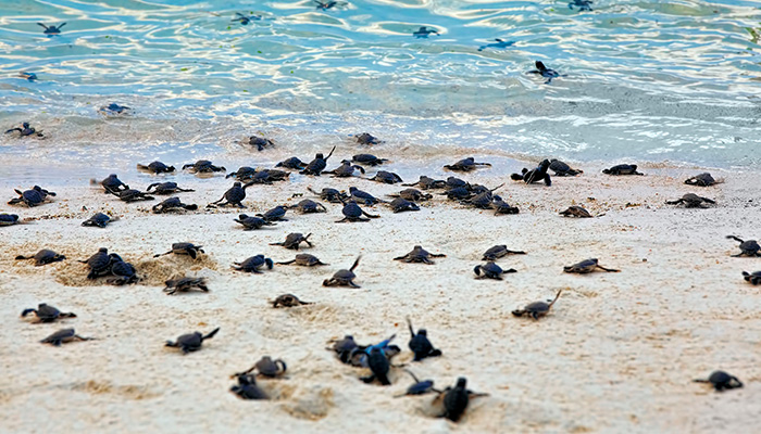 Baby sea turtles on the sandy beaches