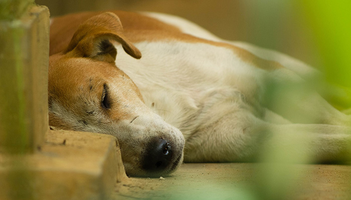 A street dog taking a nap on the side of the road